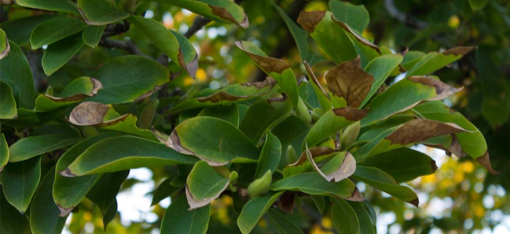 February Gardening Tips