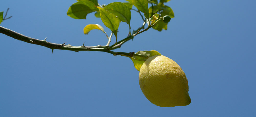 October Gardening Tips