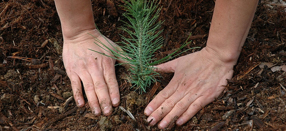 December Gardening Tips