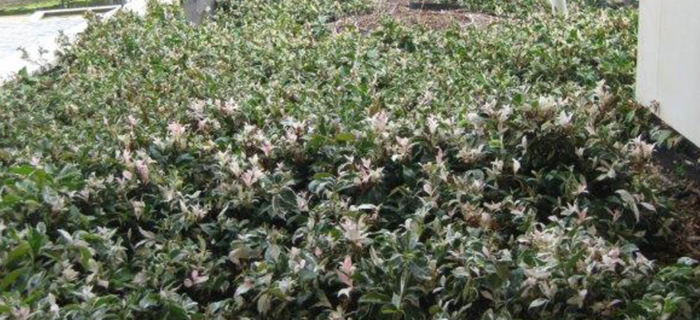 Plant Varieties for Commercial Landscaping