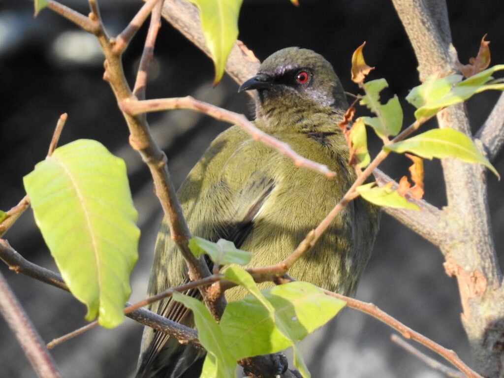 Supporting injured native wildlife