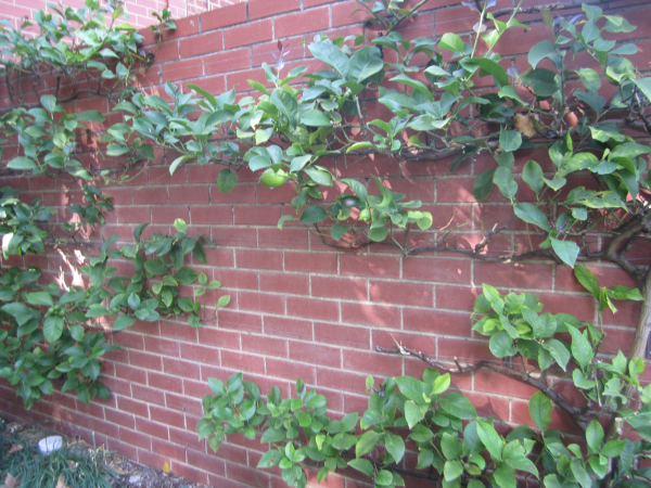 Espaliered fruit trees