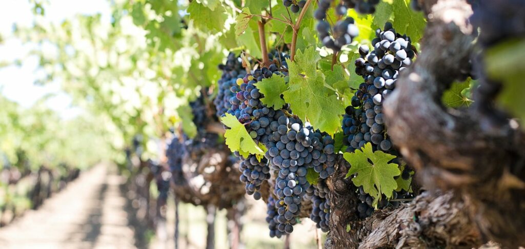 Wineries: Connecting the Dots Between Customer Experience and Maintenance