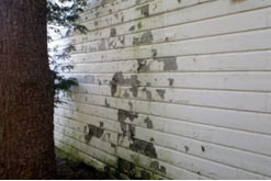 Advice from Commercial Painting Experts on Cracking and Flaking Paint