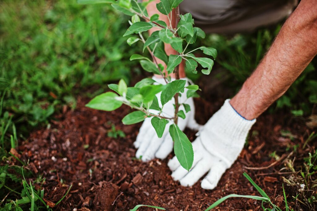 Our Journey to Improve Our Sustainability Efforts